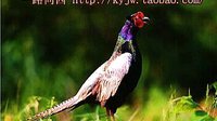 张桂银大鼓书《五梅七枪反唐传》01