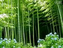 锡剧 《海岛女民兵》选段 黎汝清