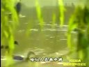 黄梅戏《鸳鸯配》上本