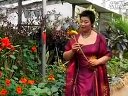 大平调《颂菊》 伴奏