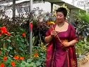 大平调《颂菊》
