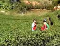 赣南采茶戏 《刘三妹》 上