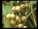 琼剧小唱：桂子香销黄花冷