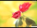 四平调《报花名》选段