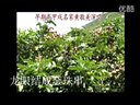 闽南语歌曲《泉州八景》早期福建泉州高甲戏