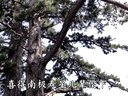 高甲戏名家唱腔欣赏《庆寿图》泉州高甲戏剧