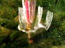 云南花灯戏《天仙配》 上