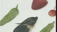 河南坠子徐延忠搬兵 第一部9集