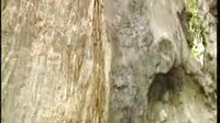 河南坠子徐延忠搬兵 第二部6集