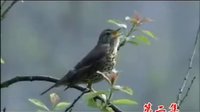 安徽民间小调《风流公公骚媳妇》2