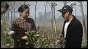 民间小调《表哥替表妹割草》01