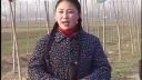 民间小调《老叫驴吃青草》全