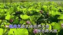 曲剧《困皇陵》赵光义跪太庙悲声大放