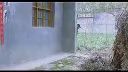 民间小调《小寡妇骂秃子》全集