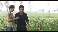 民间小调傻妮想好事：上集