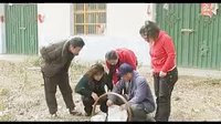 安徽民间小调《秃子戏寡妇》02