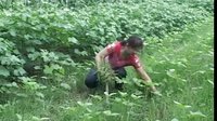 安徽民间小调《老公公给儿媳换气》1