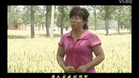 民间小调小秃子找老婆：1