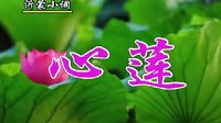 沂蒙小调心莲：08