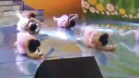 幼儿舞蹈 《公主的梦想》 儿童舞蹈