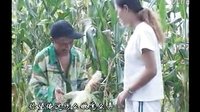 民间小调掰玉米：01