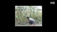 安徽民间小调《帮寡妇掰玉米》全