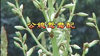 二人台《公媳鸳鸯配》