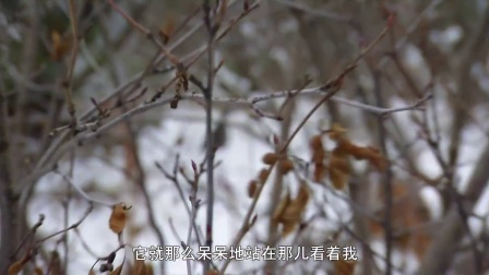 阿拉斯加求生实验 (七)