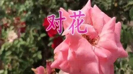 韩再芬一首黄梅戏《对花》好听至极
