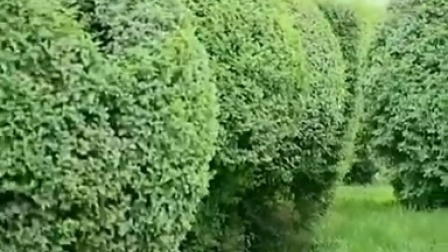 秦腔大全《搬窑》商慧芳