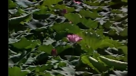 越剧《红丝错》全剧下载