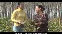 民间小调《表哥替表妹割草》上集