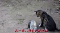 豫东琴书《老鼠告状》