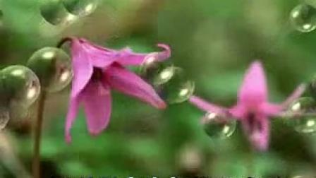 四平调《花为媒》选段