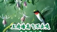 庐剧《白兰花》原唱mp4