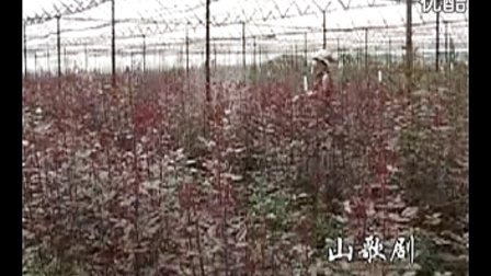 云南山歌剧全本《丈母娘风流害全家》（全集） 
