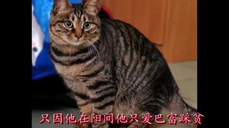 河南坠子《老鼠告状》范之云 标清