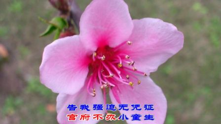 湖南花鼓戏《茅庵渡妻》 道姑姐家住哪里名