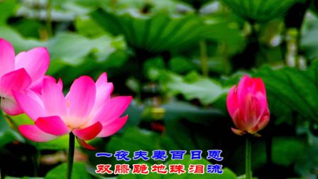 湖南花鼓戏《泪洒相思地》 岳父跟前把情求