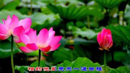 湖南花鼓戏《斩蔡鸣凤》 朱茂青我心中好不