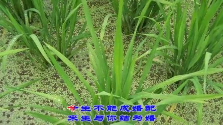 湖南花鼓戏《茅庵渡妻》 三日夫妻今永别 伴
