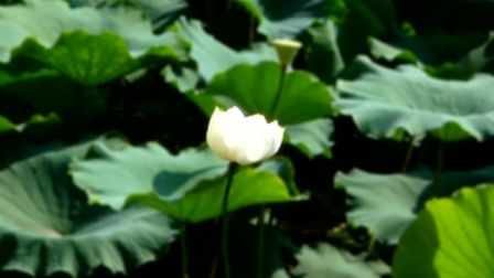 推剧《莲花配》《参禅打坐白水潭》选段 华