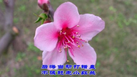 上党鼓书《红兰泪》 陈大栓运不转