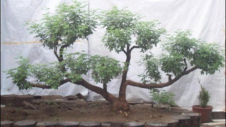 吕剧选段《点着了炉中火》
