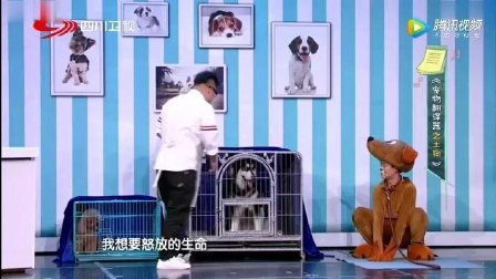 萧鸿鹏 龙八 张娜演绎《宠物翻译器》下载