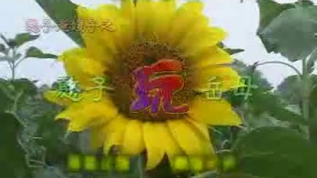 民间小调《憨心玩岳母》下集