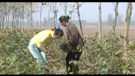 民间小调《割草》1标清