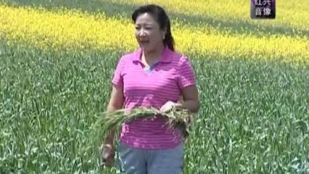 青海花儿《一流流莲花落令》