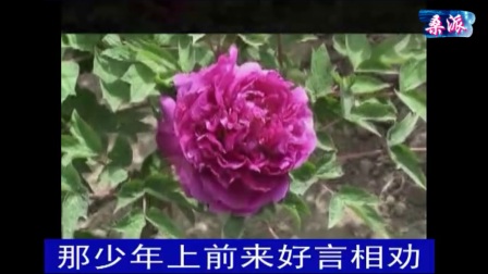 豫剧《蝴蝶杯》投衙下载