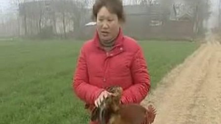 民间小调《小寡妇卖鸡》上集